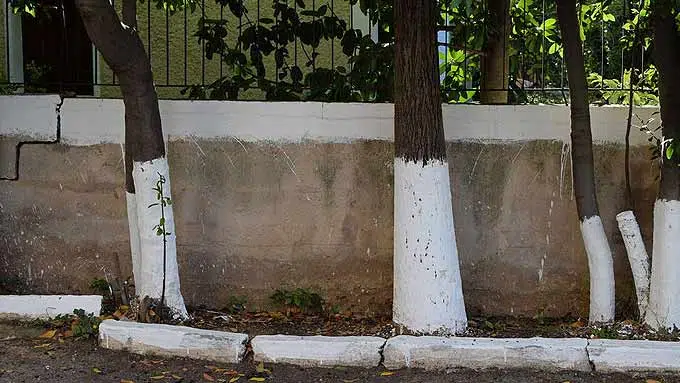 arbres traités au lait de chaux