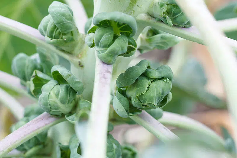 Choux de Bruxelles au potager