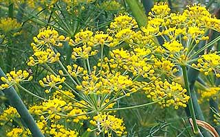 Le fenouil