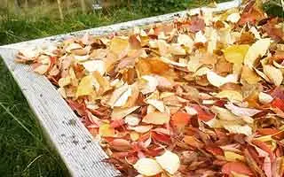 Les feuilles mortes