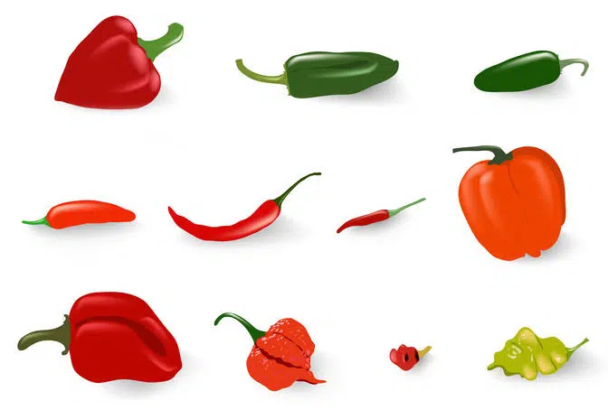 Les différentes variétés de piment