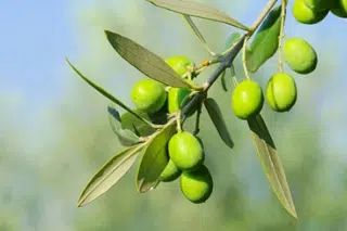 L'olive, le fruit de l'olivier.
