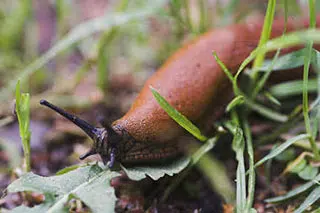 Gastéropode au potager