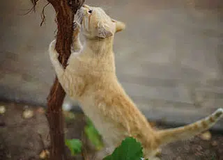 Chat qui fait ses griffes sur un arbre