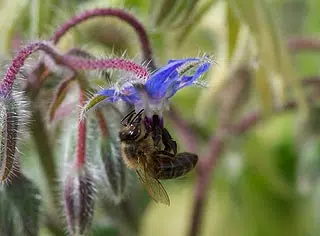 Insecte pollinisateur