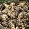 légumes perpétuels