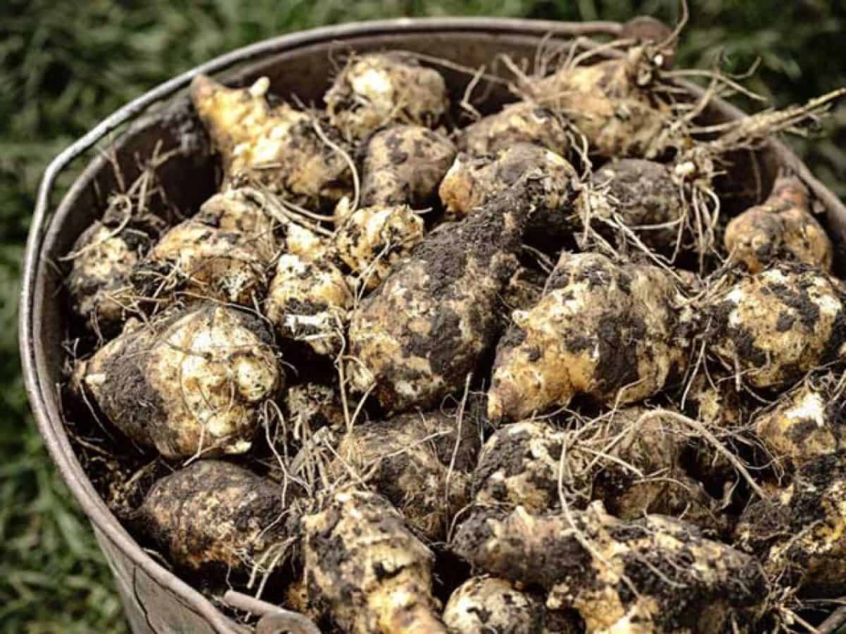 Identifier Un Legume A Partir Dune Photo 10 légumes perpétuels et plantes vivaces pour un potager durable