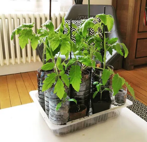 Les semis de tomates en bouteille