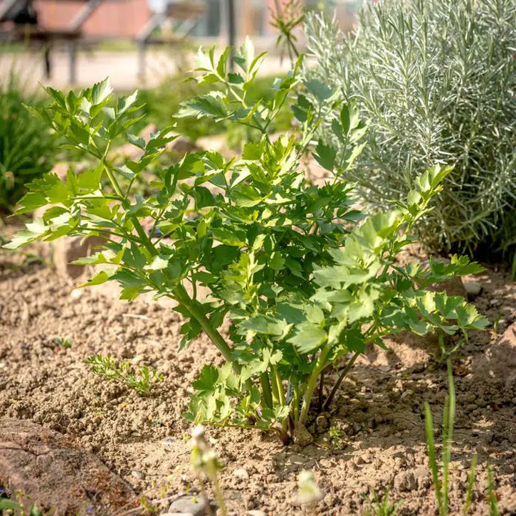 Livèche au potager