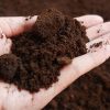 Utilisation du marc de café au potager