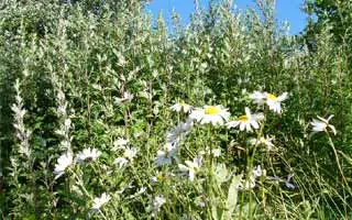 retirer les mauvaises herbes