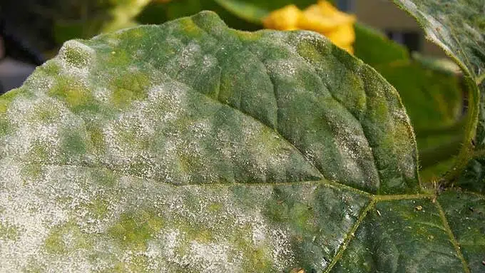 Le mildiou de la tomate