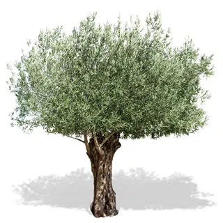 L'olivier, ses origines