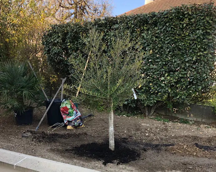 Plantation d'un olivier en jardin