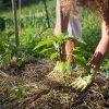 meilleur paillage pour le potager