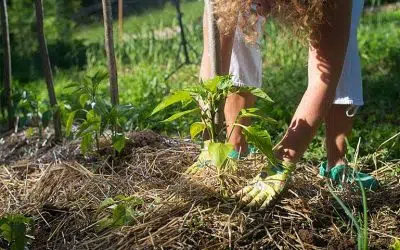 meilleur paillage pour le potager