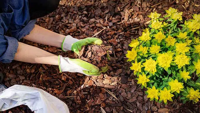 Paillage de fleurs avec un paillis d'écorce de pin