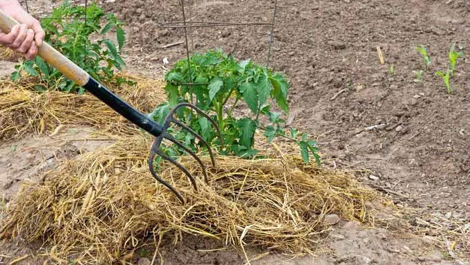 Le paillage de plants de tomates avec de la paille