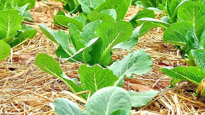 Paillis de paille autour de jeunes légumes