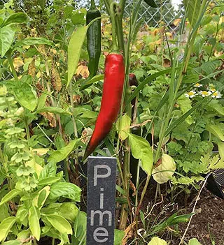 Plantation de piment dans mon potager