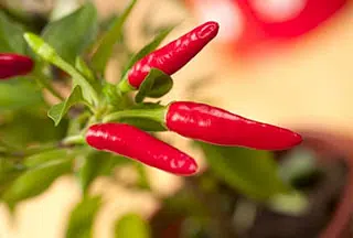 Piment rouge