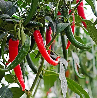 Piment : plantation, entretien - Côté Maison