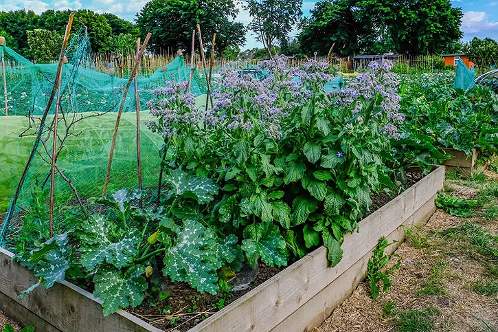 plantation bourrache au potager