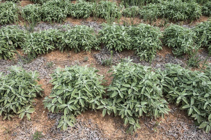 Plantation de sauge