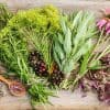 plantes médicinales à cultiver au potager