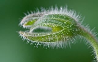 Bourrache (poils)