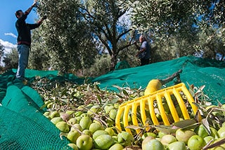 Récolte des olives au peigne
