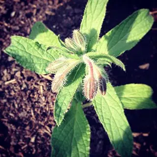 Semis de bourrache dans mon potager