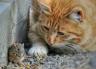 Chat chassant une souris dans le jardin