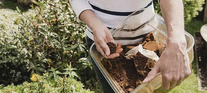 Le marc de café dans le potager