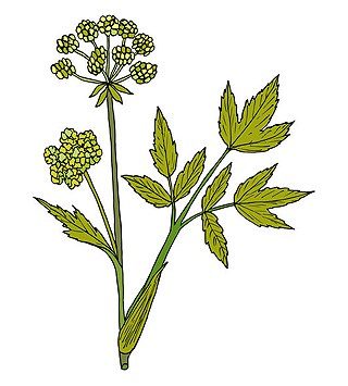 Variété de livèche