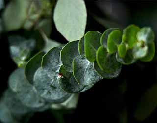 L'eucalyptus