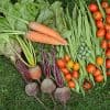 augmenter vos récoltes au potager