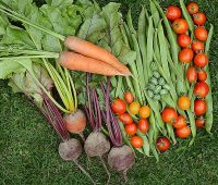 augmenter vos récoltes au potager