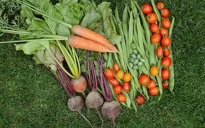 augmenter vos récoltes au potager