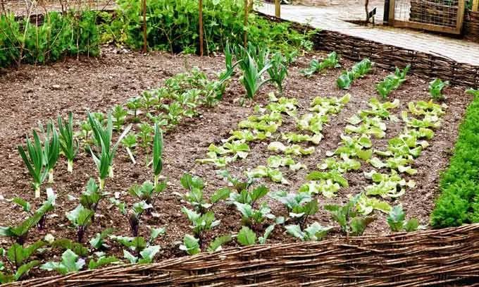 Optimiser l’espace de votre potager