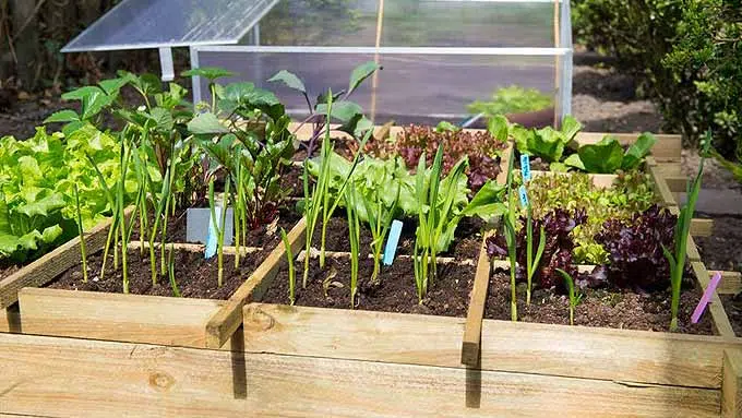 compagnonnage au potager en carré