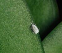 La cochenille au potager
