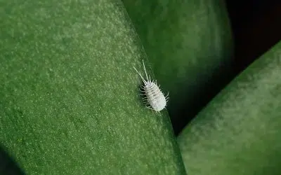 La cochenille au potager