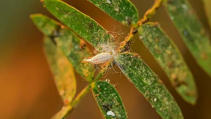 Présence de cochenille dans un feuillage