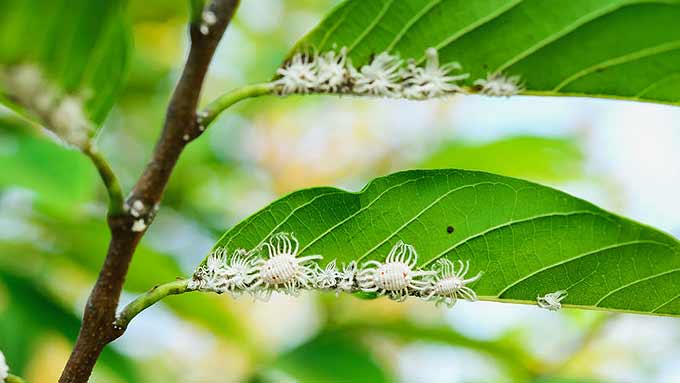 Cochenille : symptômes, traitements naturels pour vos plantes