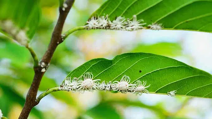 Plusieurs cochenilles dans des feuilles