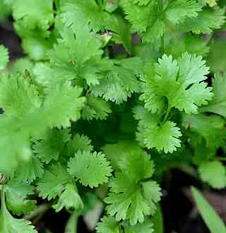 planter de la coriandre