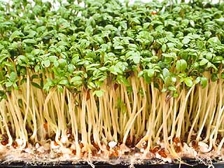 planter du cresson alénois