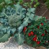https://www.autourdupotager.com/wp-content/uploads/2011/06/capucinesPotager.png