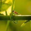 Les fourmis au potager